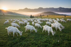 Kozarstvo se širi ali mleka nedovoljno za sir