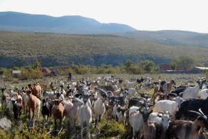 Uzmi lovu i sačuvaj blago: 150 tisuća eura za pse, ograde i nastambe za stoku