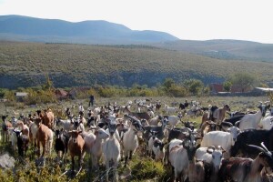 Uzmi lovu i sačuvaj blago: 150 tisuća eura za pse, ograde i nastambe za stoku