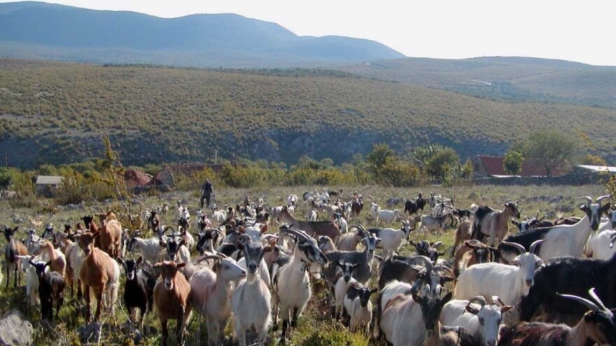 Uzmi lovu i sačuvaj blago: 150 tisuća eura za pse, ograde i nastambe za stoku