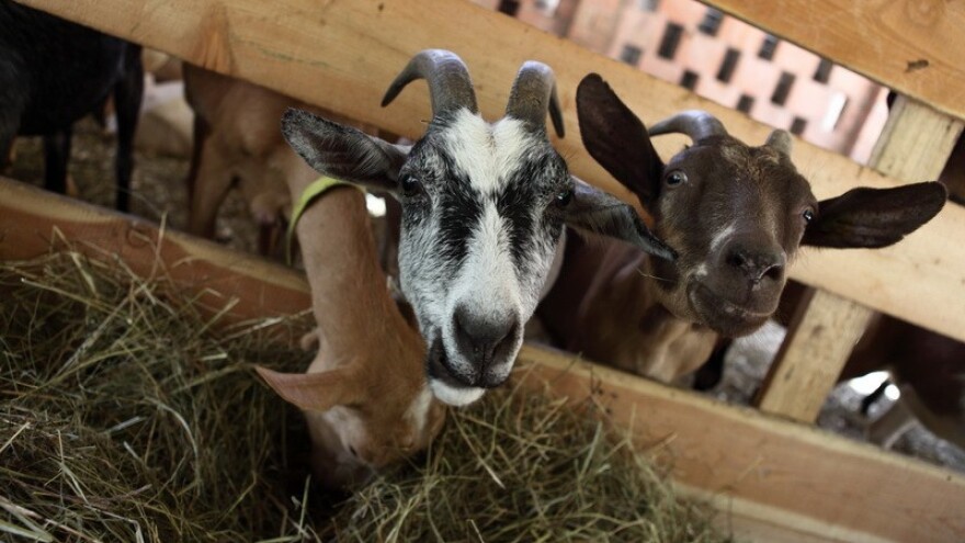 Ni Paški sir više nije sa Paga