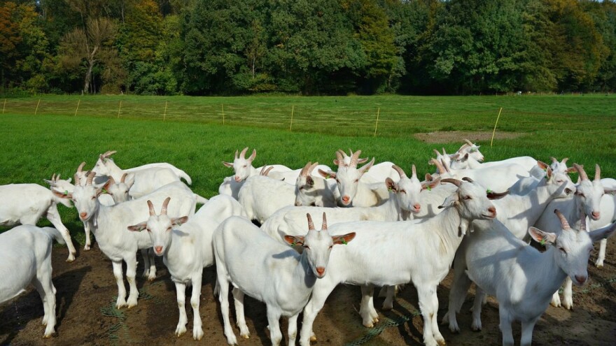 Raste broj koza i svinja te proizvodnja meda - sve ostalo pada