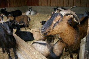Prilika za kozare: Otvara se Eko-bio farma muznih koza