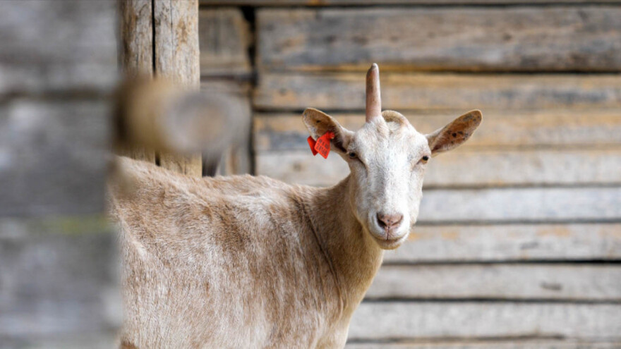 Koji je značaj selekcije za razvoj kozarstva?