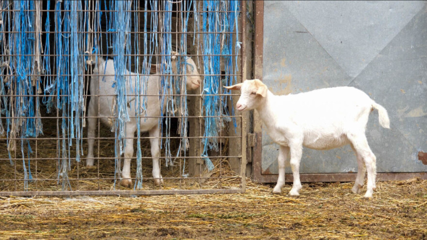 Potpora za unaprjeđenje uzgoja ovaca i koza: Započelo podnošenje zahtjeva