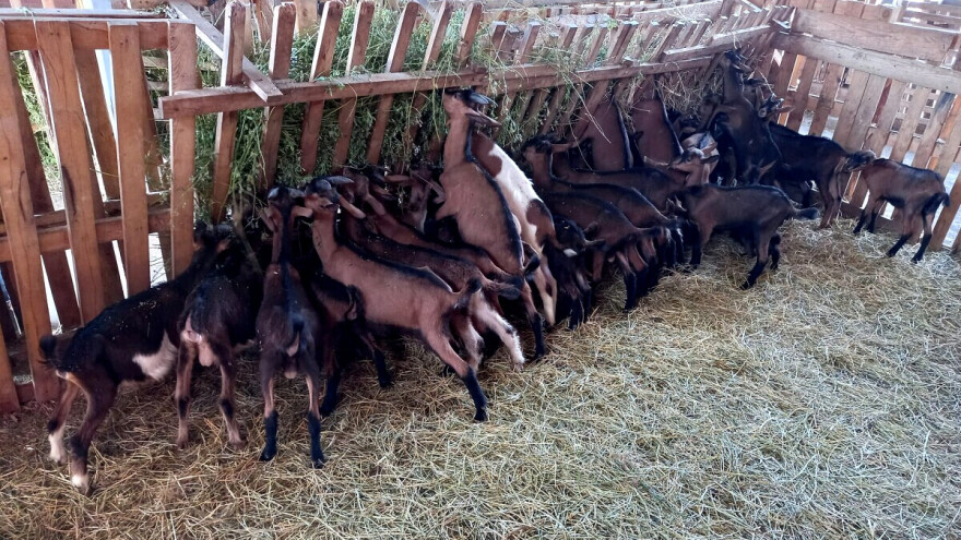 Sa koliko koza u stadu se ostvaruje solidna zarada?