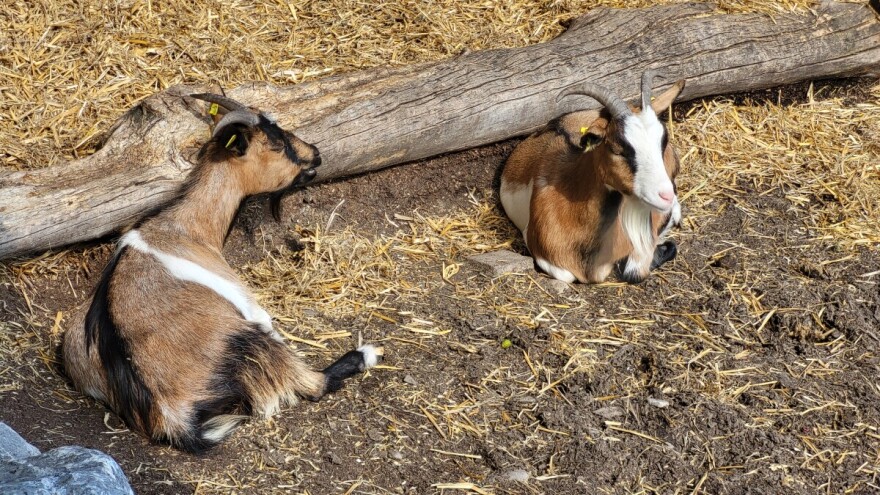 Kako prepoznati kugu malih preživača?