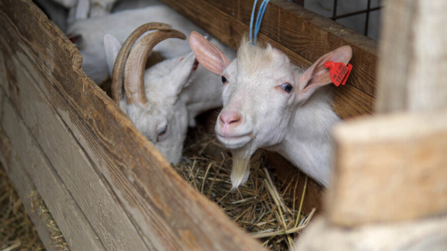 Pravilna hranidba gravidnih koza - držite se plana