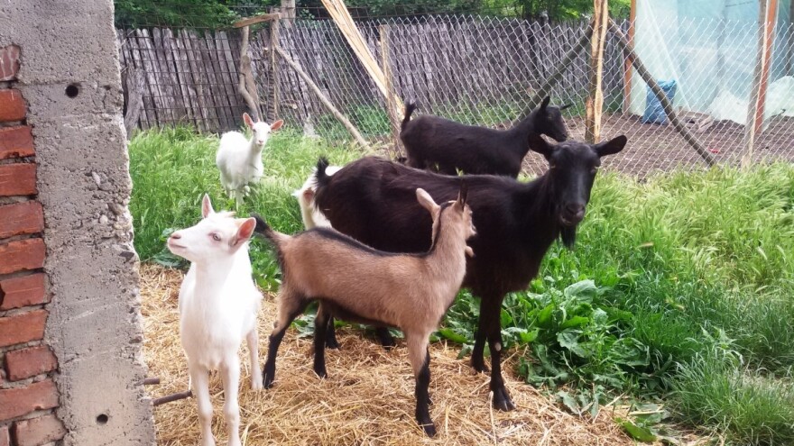 Imunitet životinja pada kad stoka prelazi sa suhe hrane na pašu