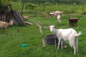 Treba li netko 23 koza i kozlića? Stari vlasnik više se ne može brinuti o njima