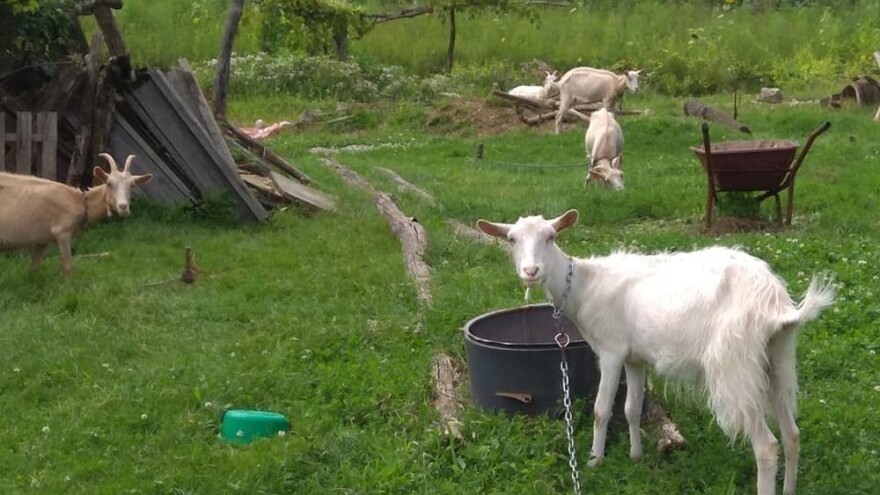 Treba li netko 23 koza i kozlića? Stari vlasnik više se ne može brinuti o njima