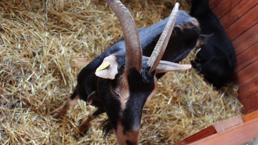 Mekić: Preventivom stvarati zdrave zapate