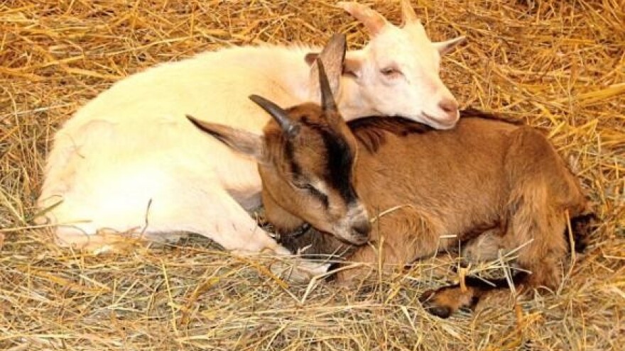 Bit ćemo kanta za europski otpad!