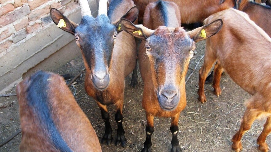 Triput veće muke za onog ko ne prerađuje kozije mleko