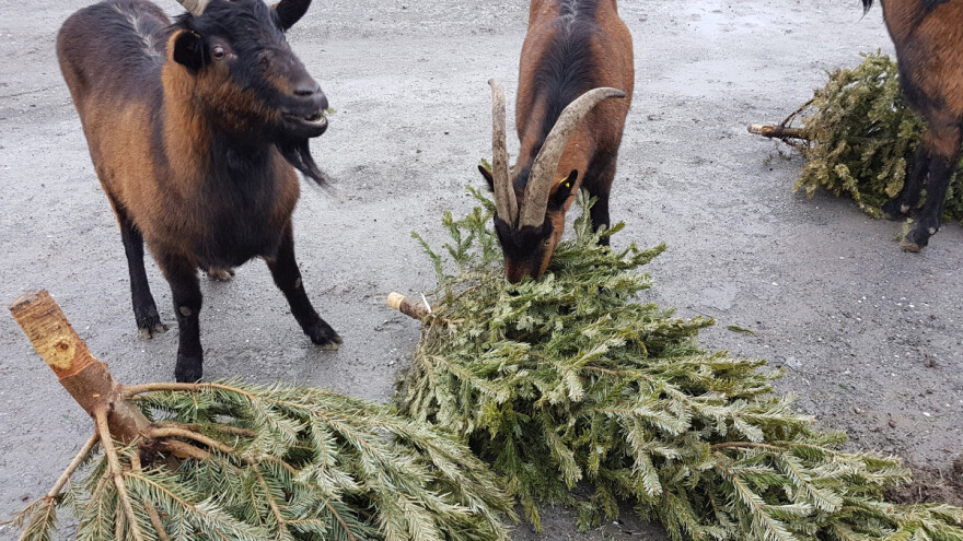 Prikupljena drvca cijeli mjesec griju 2.470 bečkih domaćinstava, ali i hrane autohtonu pasminu koza