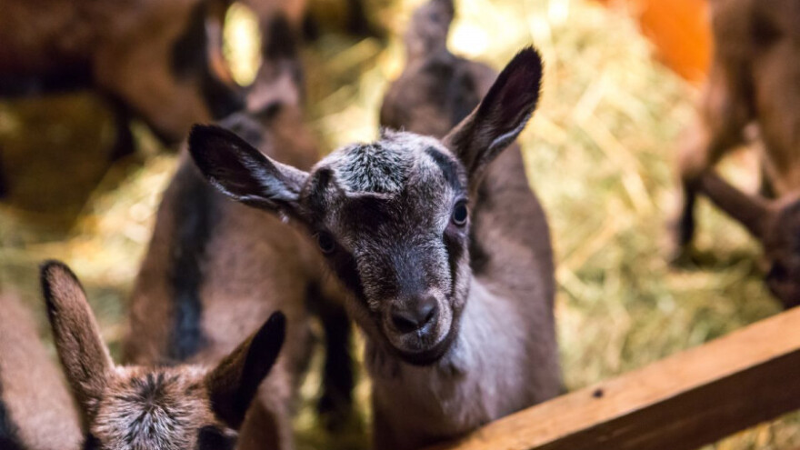 TOR traži smjene, Ministarstvo povrat novca!