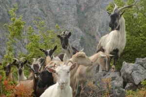 Održan Stručni savjet o kozarstvu i ovčarstvu