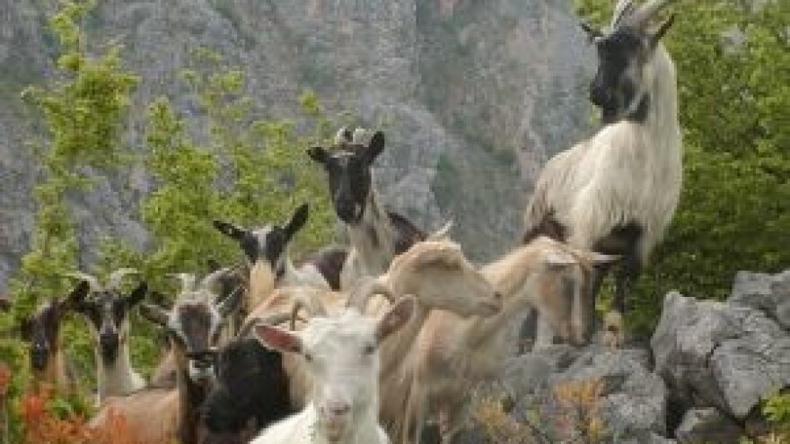 Održan Stručni savjet o kozarstvu i ovčarstvu