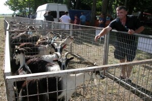 Proizvodnja kozjeg mlijeka i sira u Zagori