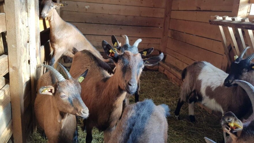 "Sirotinjska krava" malo traži, a znači sve