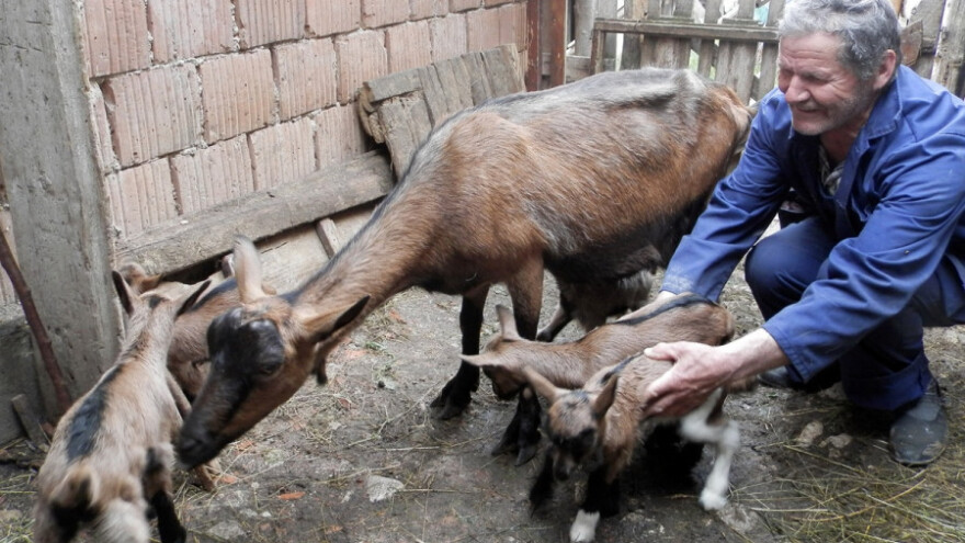 Bebi sa Zlatara ojarila šestorke