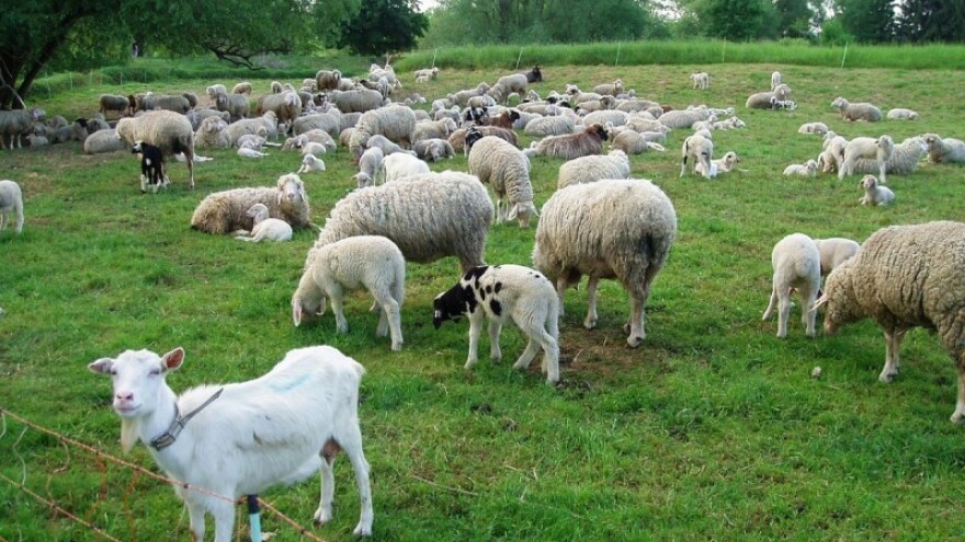 Turski investitor nudi suradnju HR stočarima