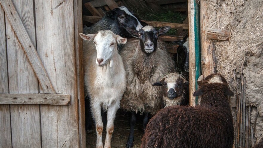 Korjenasto-krtolasta hranjiva odlična za ovce i koze