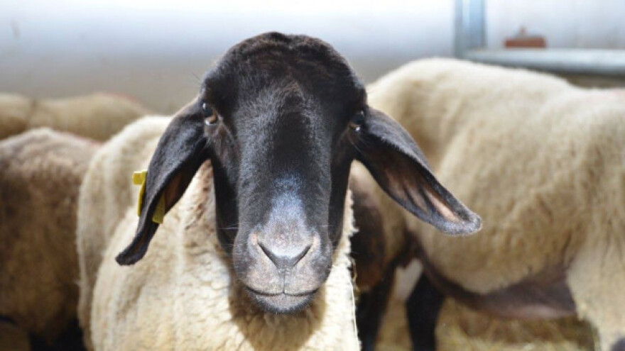 Ovčarstvo i kozarstvo žilaviji sektor stočarstva u RH