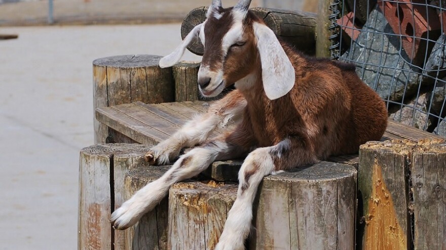 Koze su poput pasa - slatke i pametne