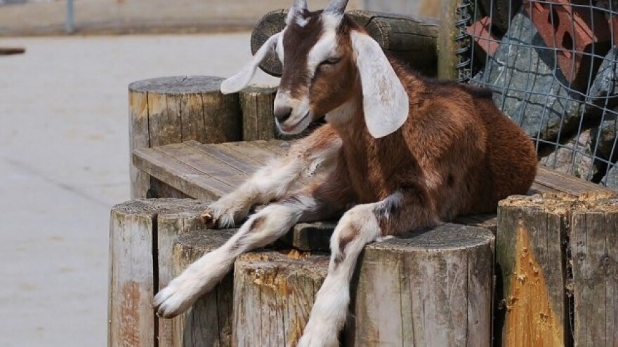 Koze su poput pasa - slatke i pametne