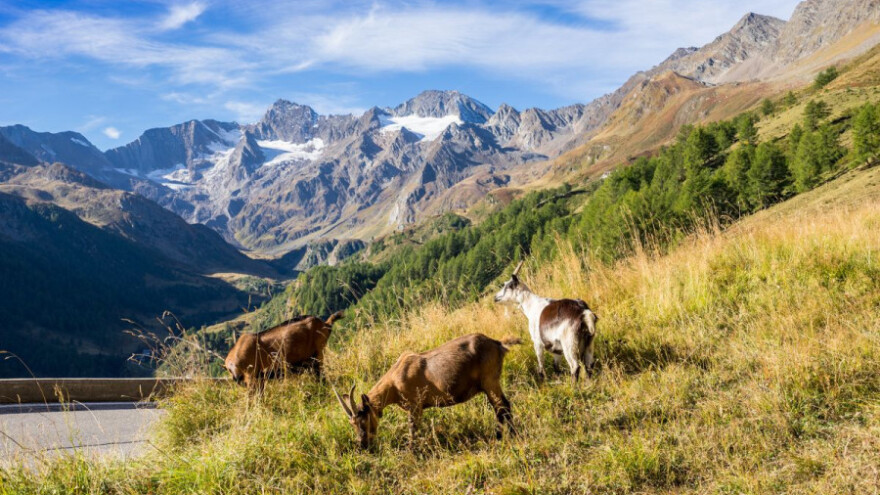 Panel o prevenciji požara - od koza više štete nego koristi?