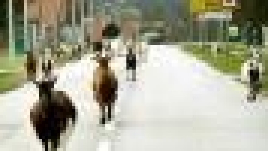 Za preradu više od 5000 litara ovčjeg i kozjeg mlijeka