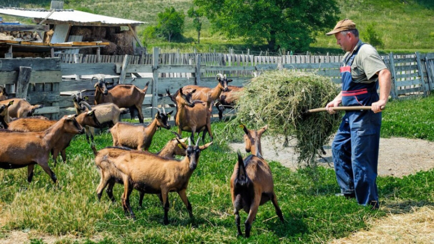 Broj koza u 2016. porastao za 14 tisuća grla