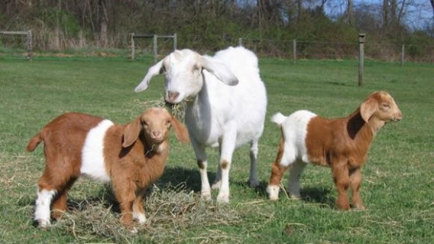 Kako potaknuti kozarstvo