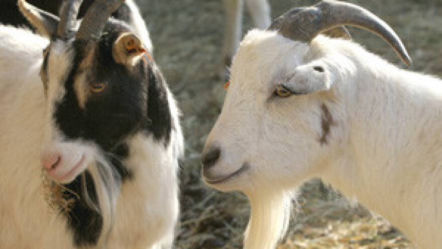 Turisti sami muzu mlijeko i beru povrće