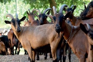 14. savjetovanje uzgajivača ovaca i koza i 13. Izložba hrvatskih ovčjih i kozjih sireva