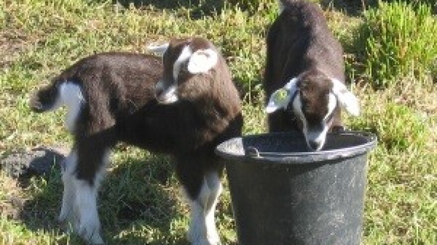 Istarska koza uskoro službeno autohtona pasmina?