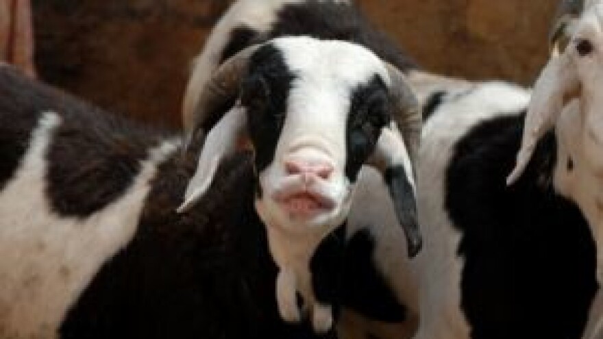 Velik potencijal leži u ovčarstvu i kozarstvu