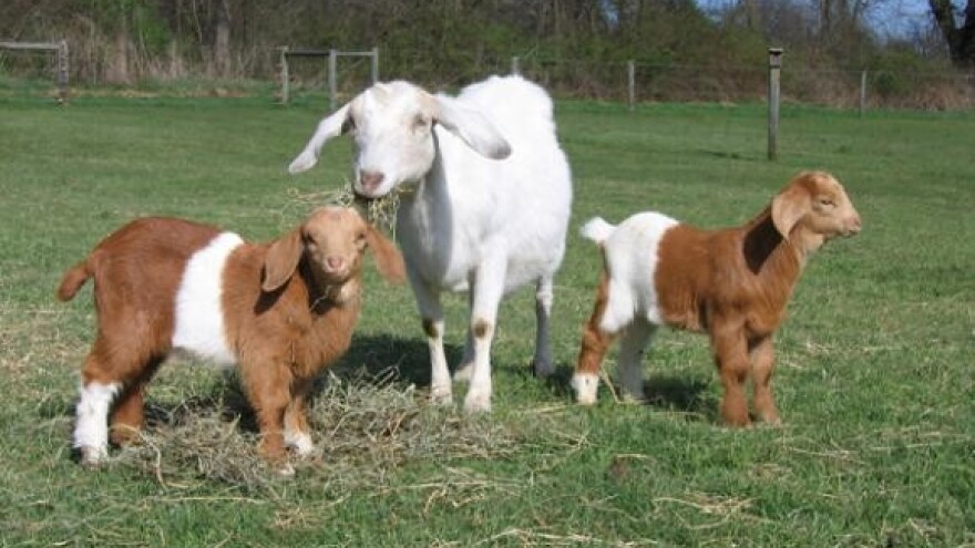 Mljekari: Ne tražimo više od fer cijene