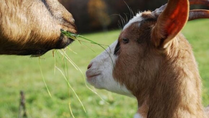 Veliki i mali metilj - opasni paraziti