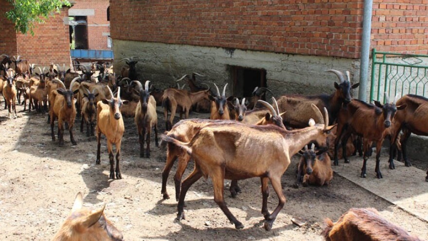 Vlasnik u zatvoru - 200 koza ugiba od gladi!