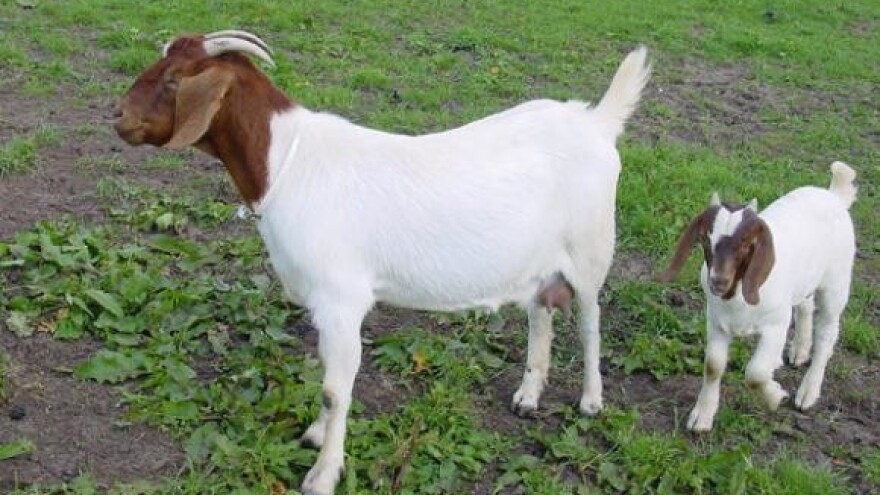 Savjetovanje uzgajivača ovaca i koza i izložba sireva