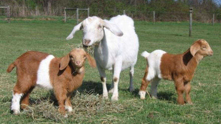 U BiH niže carine na proizvode iz EU