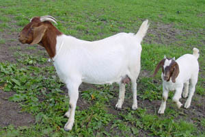 Kako do suvremene farme