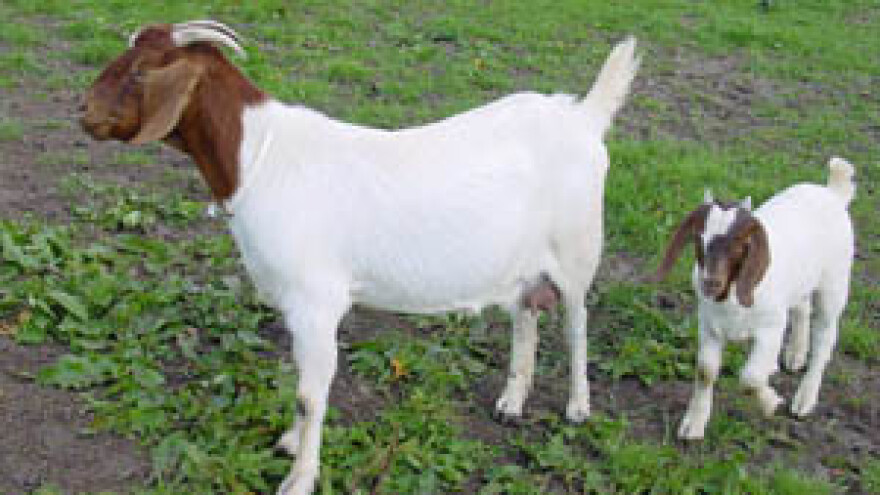 Kako do suvremene farme