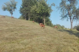 Ravanjski Vis - život u skladu sa prirodom