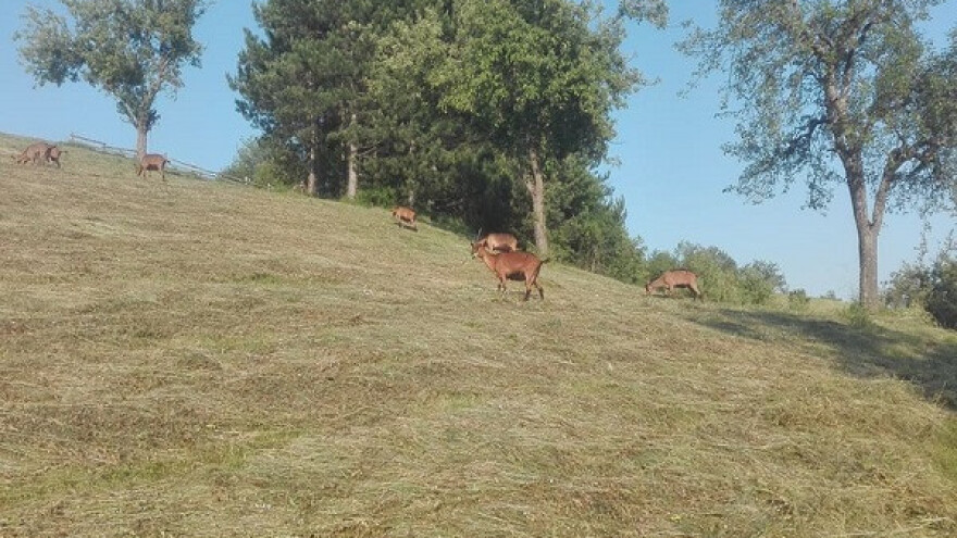 Ravanjski Vis - život u skladu sa prirodom