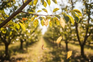 Kozičavost lista - ljetna opasnost za voćke