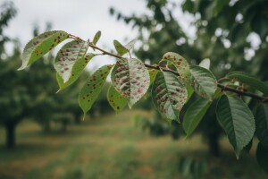 Kozičavost višnje i trešnje