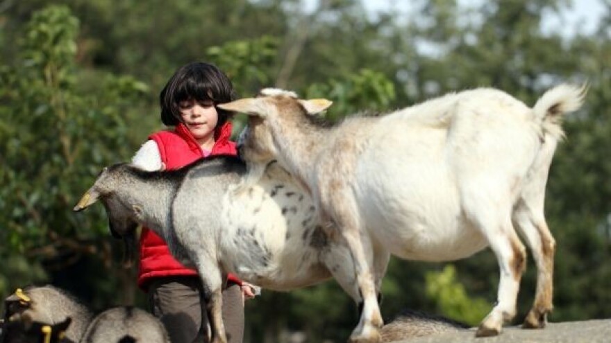 Kozje mlijeko - stvarnost i predrasude
